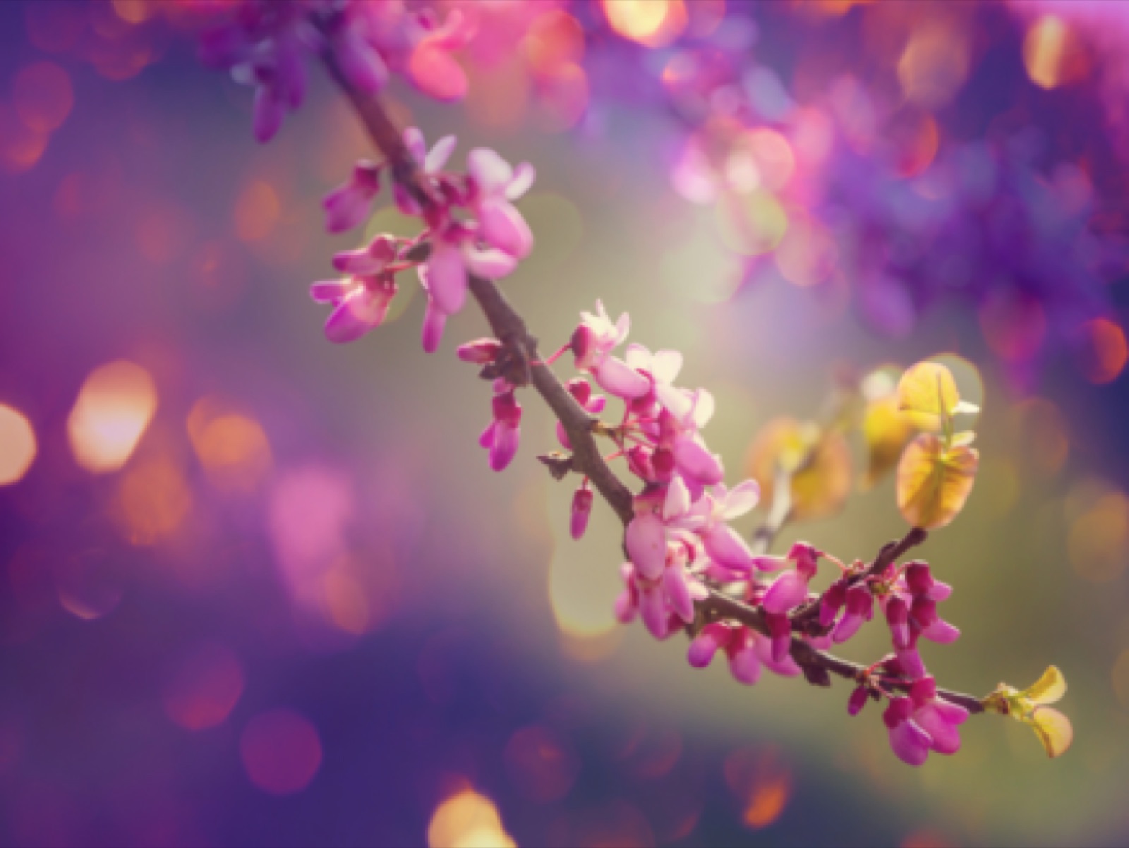 Naturopathy Berlin: Aromatherapy