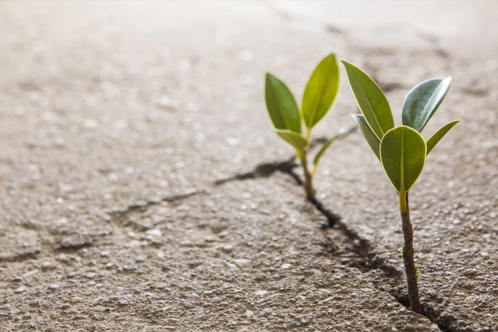 Naturopathy Berlin: support during chemotherapy