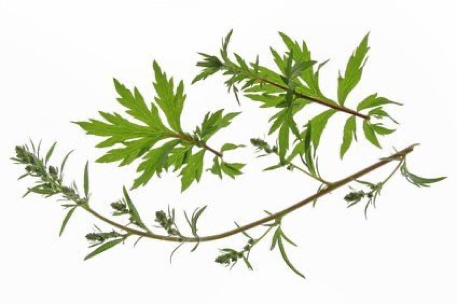 Naturopathy Berlin: support during chemotherapy – artesunate infusions