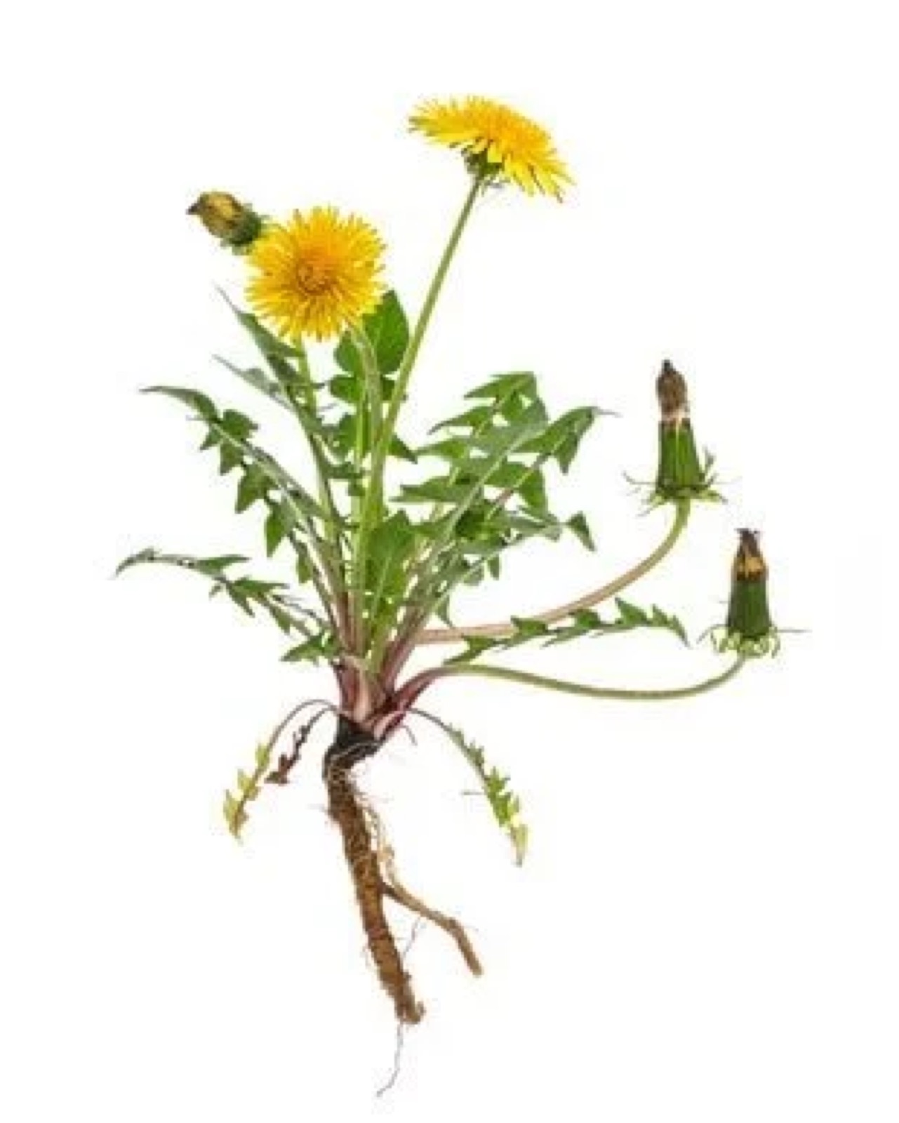 Dandelion plant with root