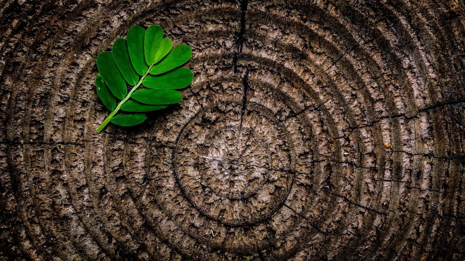 Naturopathy in Berlin: support for a wide range of complaints and illnesses