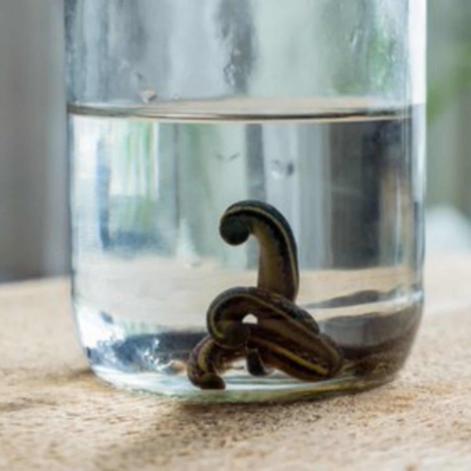 Leech therapy