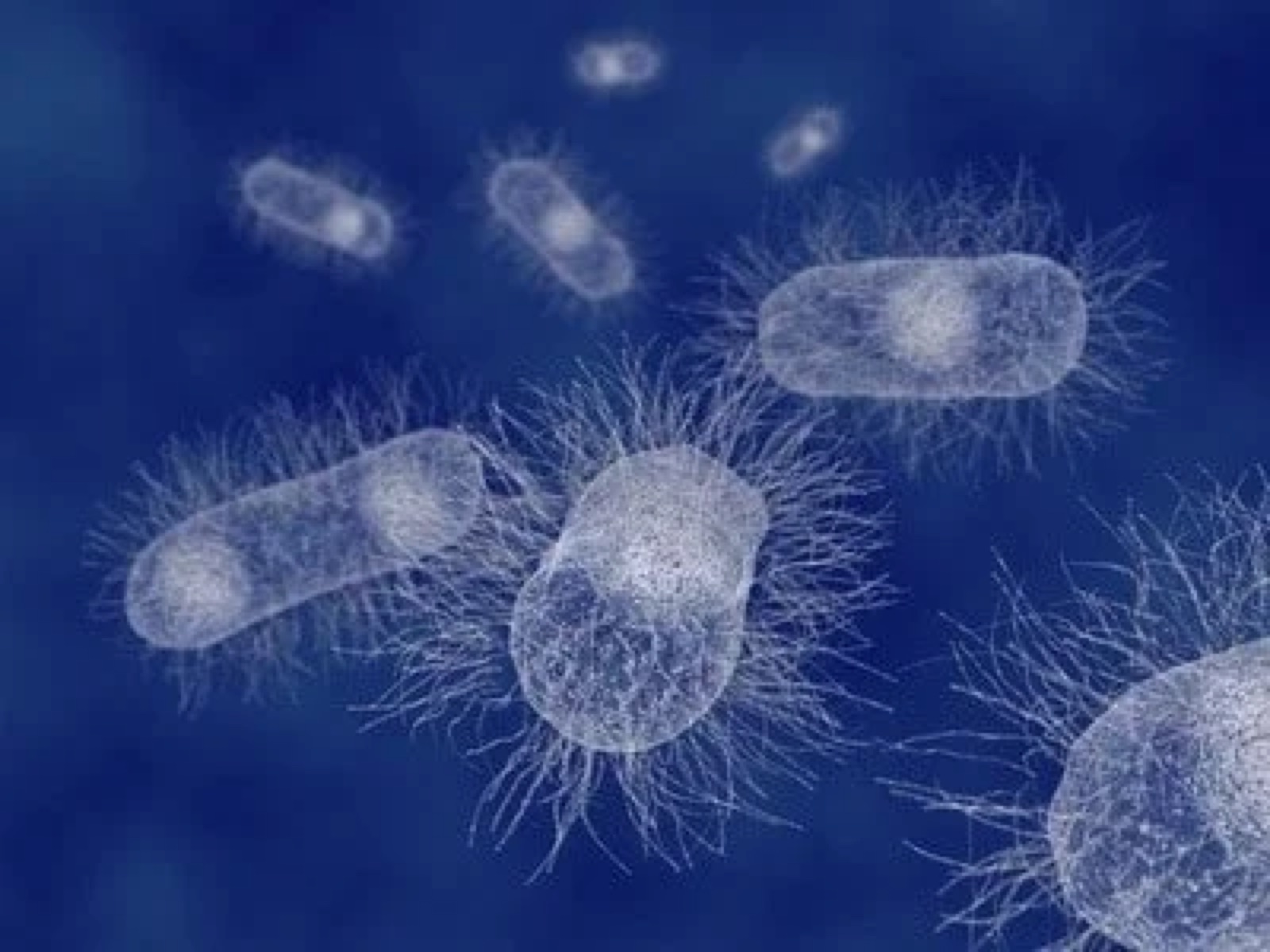 Bacteria with flagella