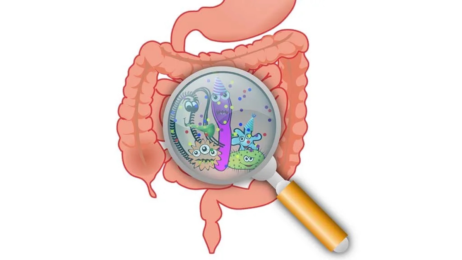 Gut strain – intestine with a magnifying glass showing illustrated microbes