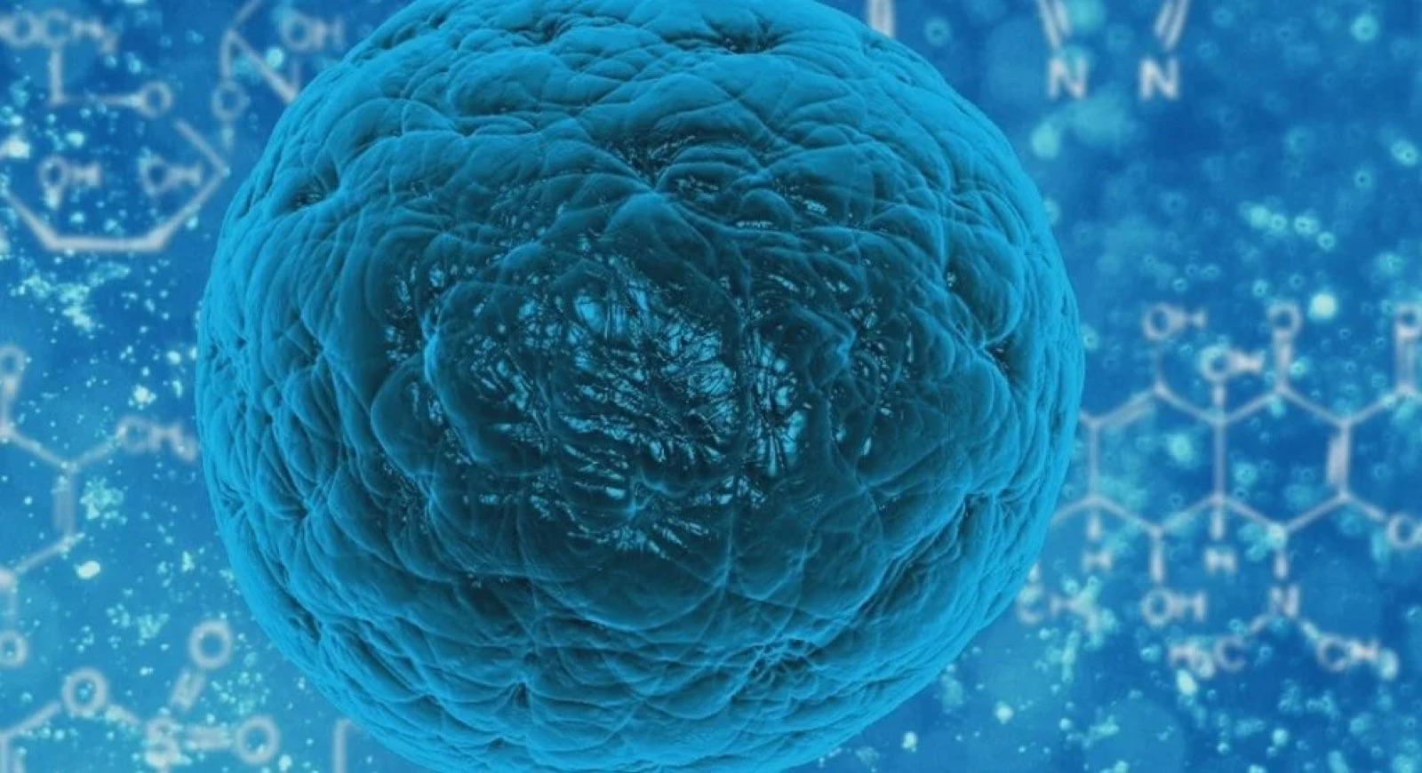 Naturopathy Berlin: the immune system from a naturopathic perspective