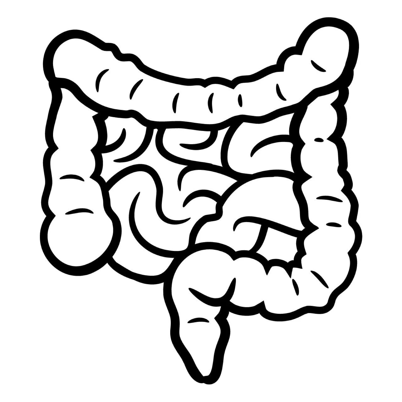 Schematic illustration of the human intestine – overview of the digestive system