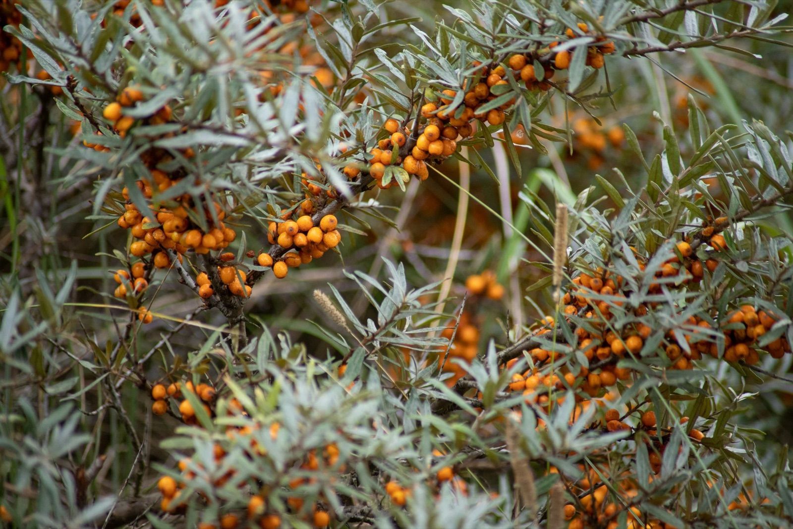 Orthomolecular medicine