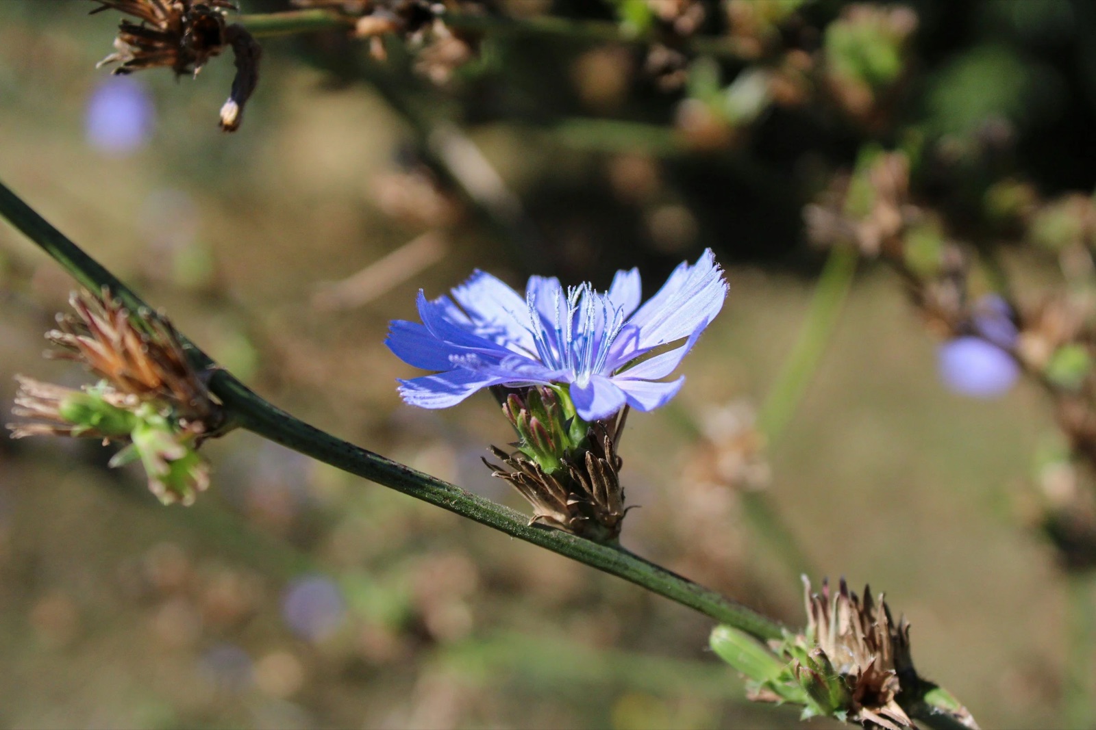 Wild herbs are often underestimated treasures of nature