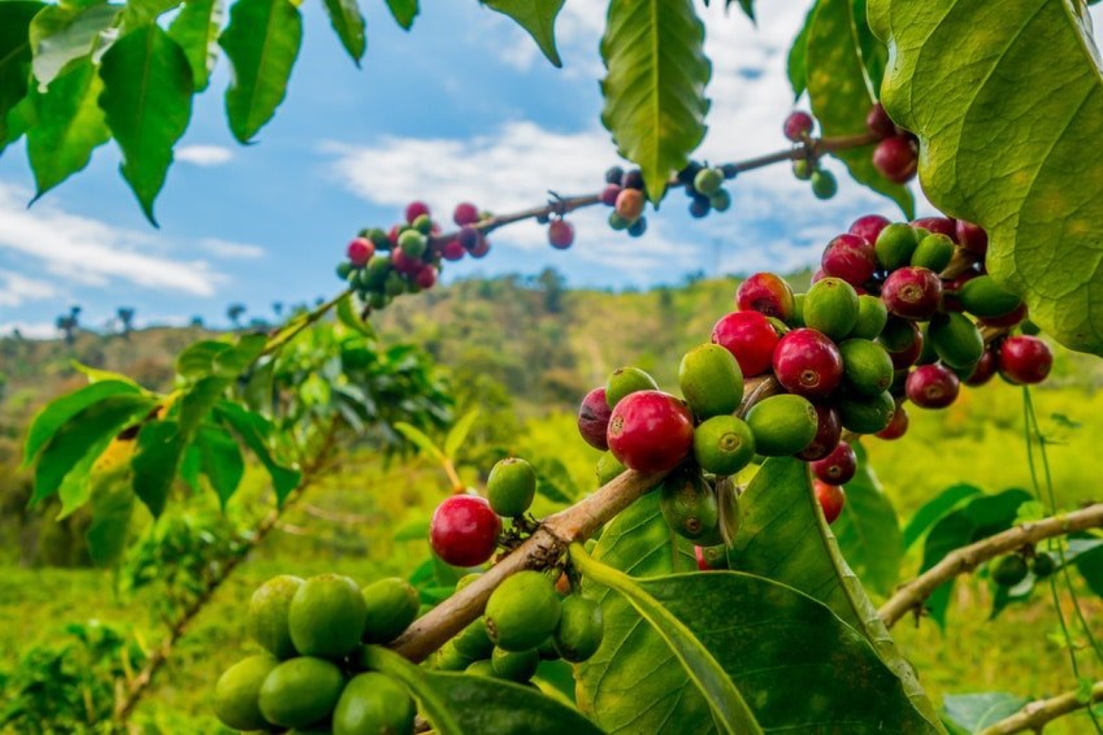 Coffee plants with green and red fruits