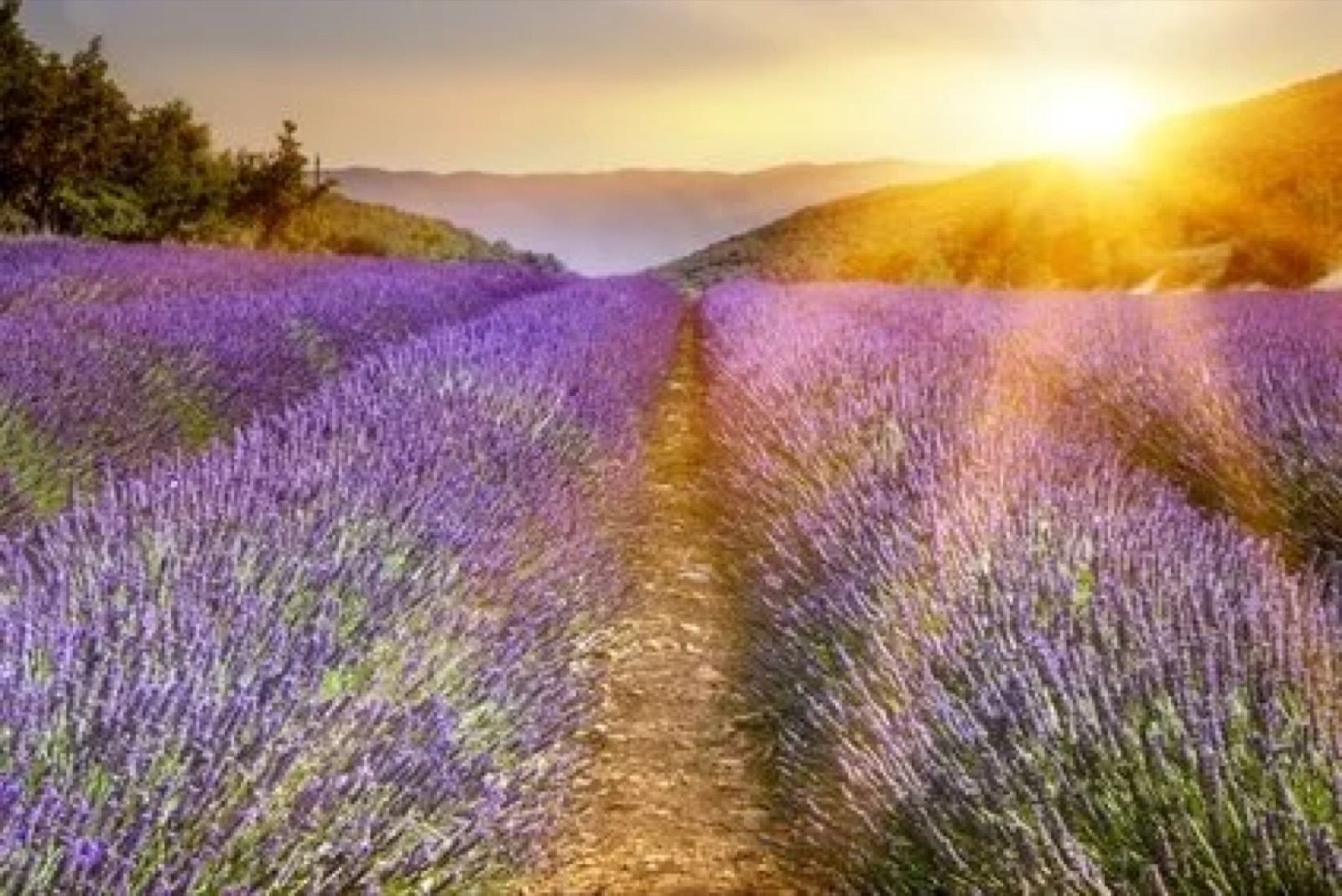 Lavender – sleep disorders, nervousness and inner restlessness, naturopathic practitioner Berlin