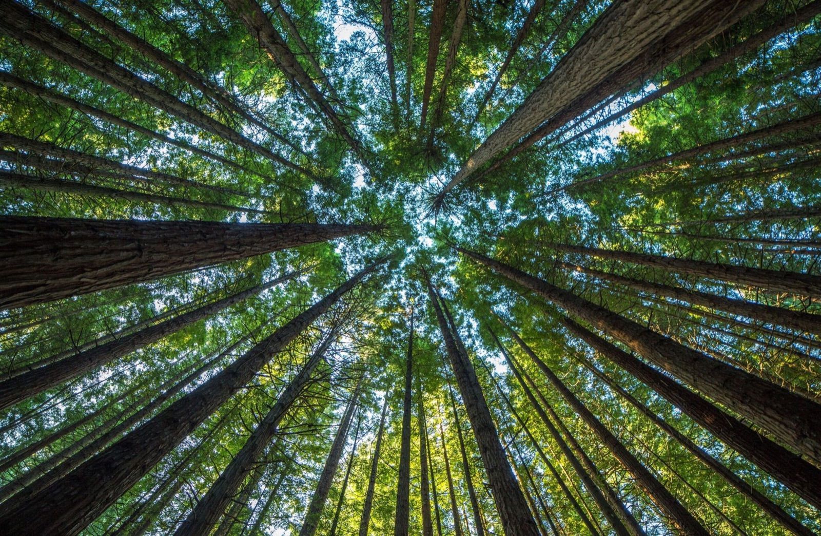 Your naturopathic practitioner (Heilpraktiker) in Berlin: naturopathy and oxygen therapy