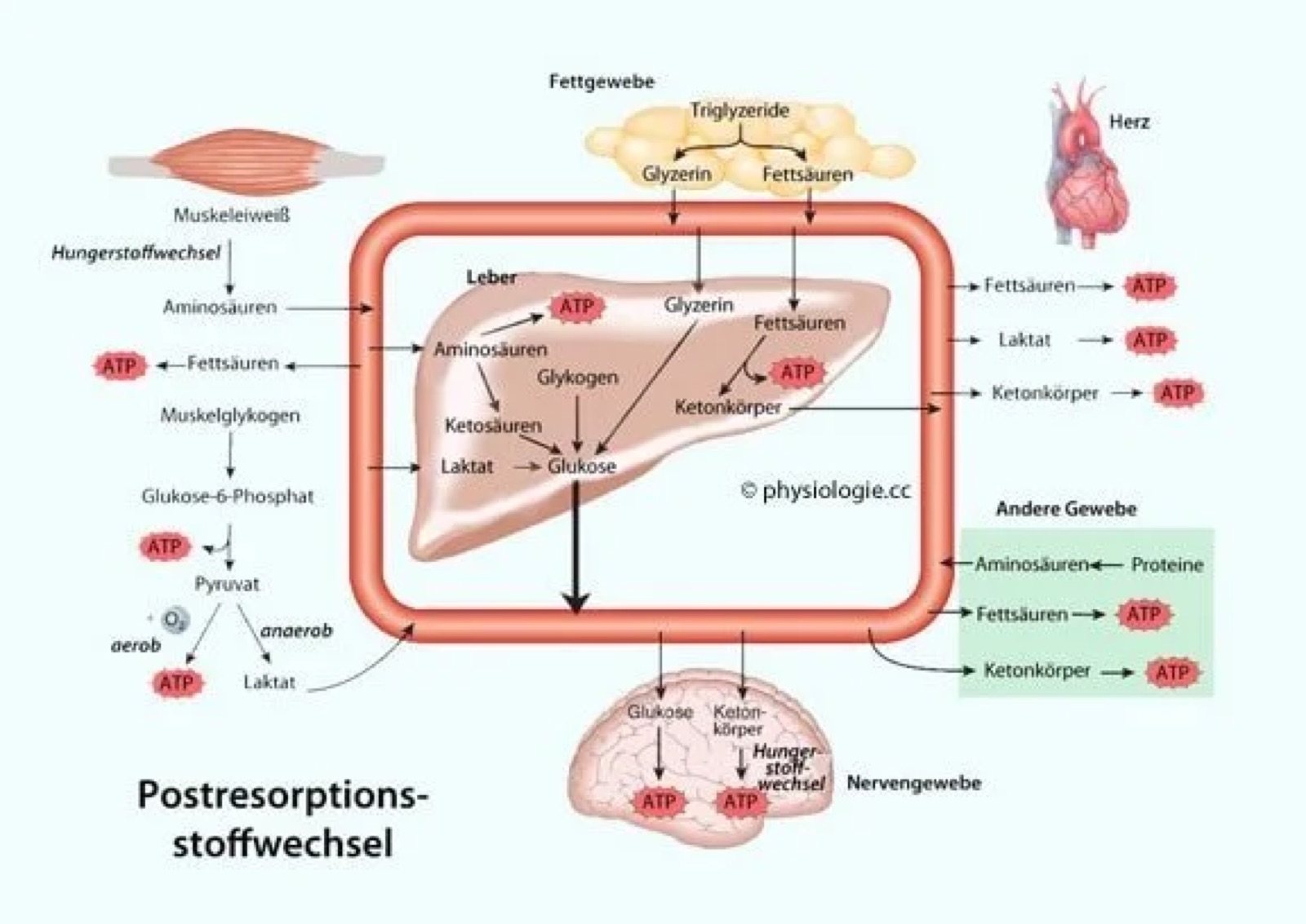 Diagram of postabsorptive metabolism in the human body, showing the course of fat and carbohydrate metabolism in the muscle, liver, brain and heart.