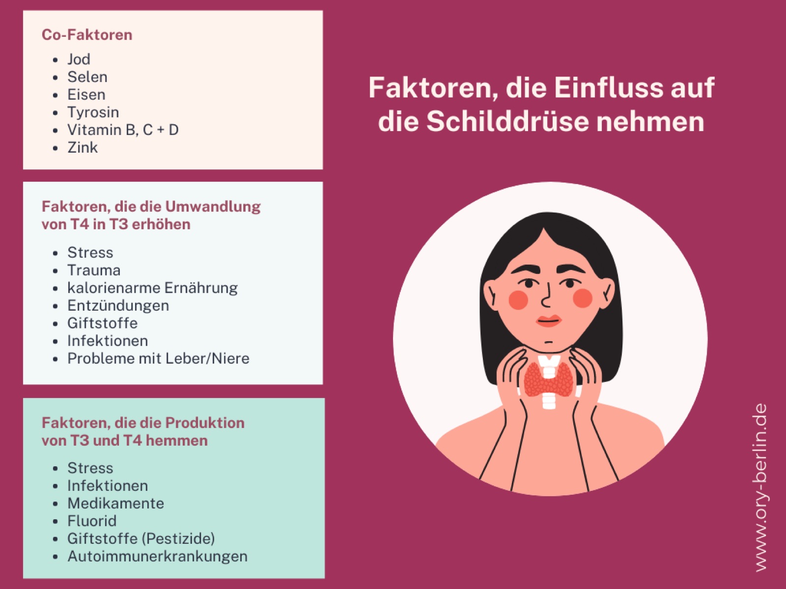 Factors that influence the thyroid