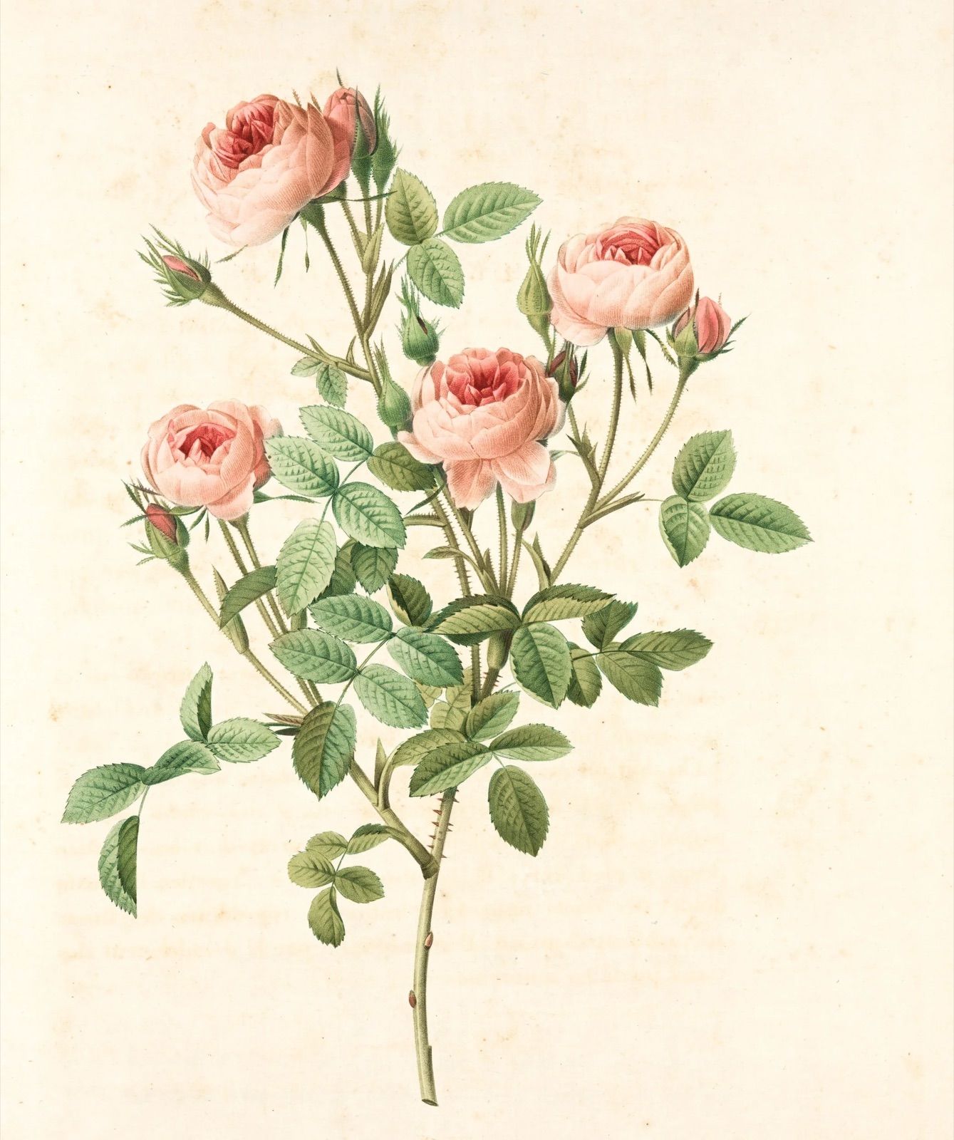 Illustration of pink roses with leaves and buds
