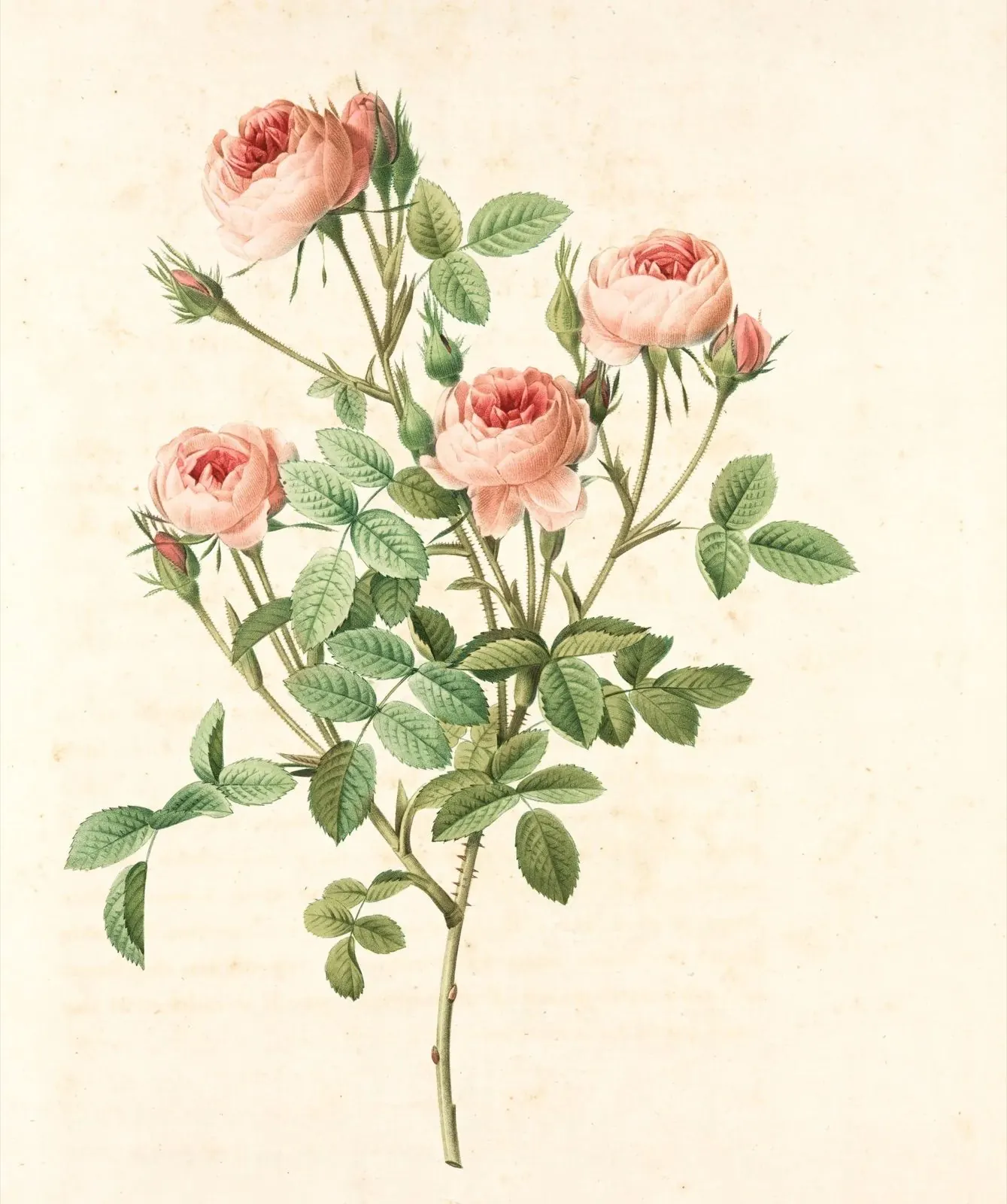 Illustration rosa Rosen mit Blättern und Knospen