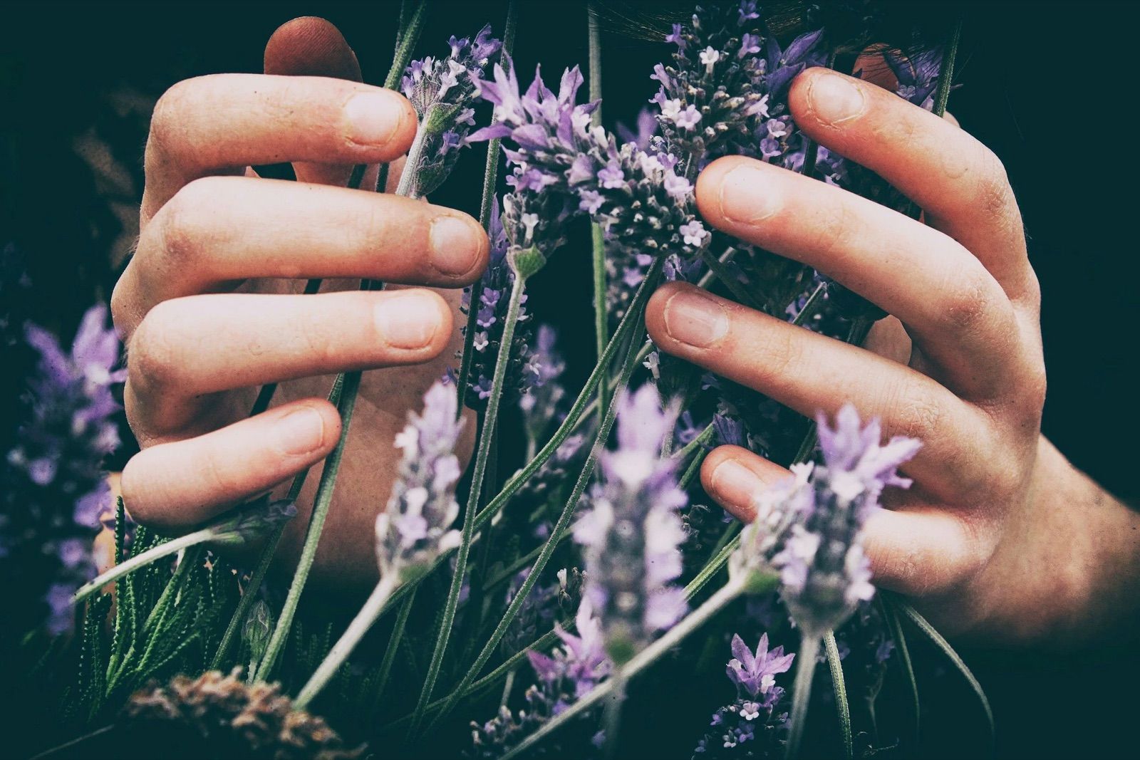 Close-up of hands picking lavender, with purple lavender flowers.