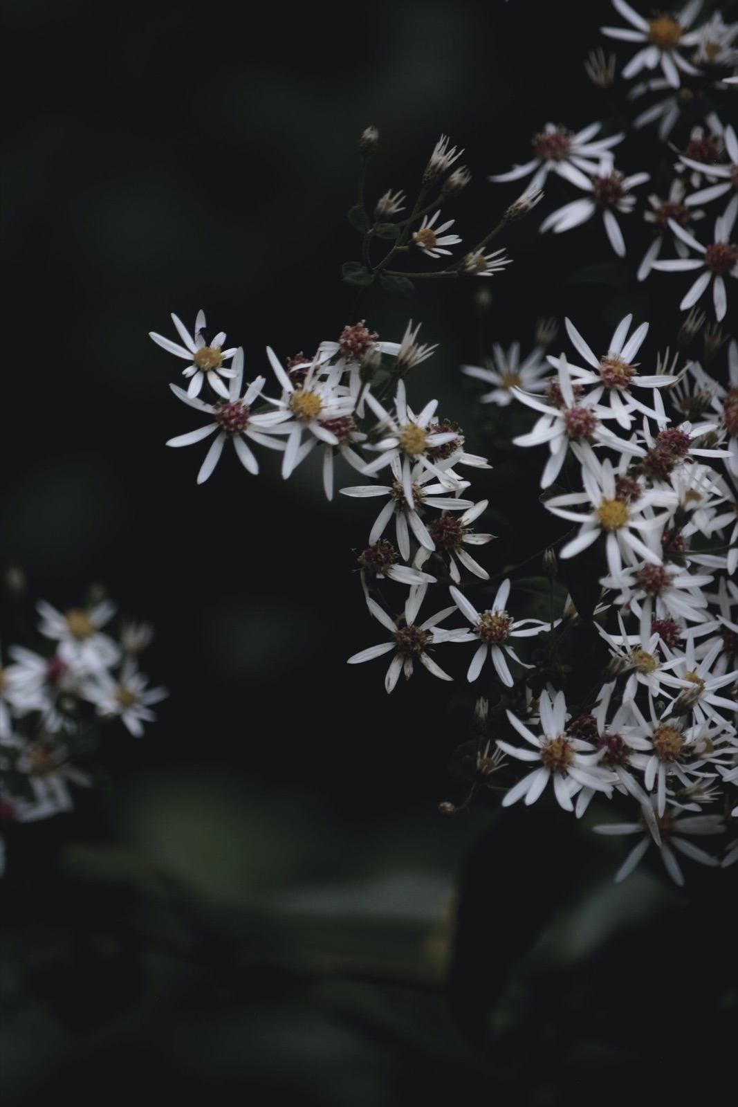 Dark shot of white flowers with yellow and pink stamens against a dark background.