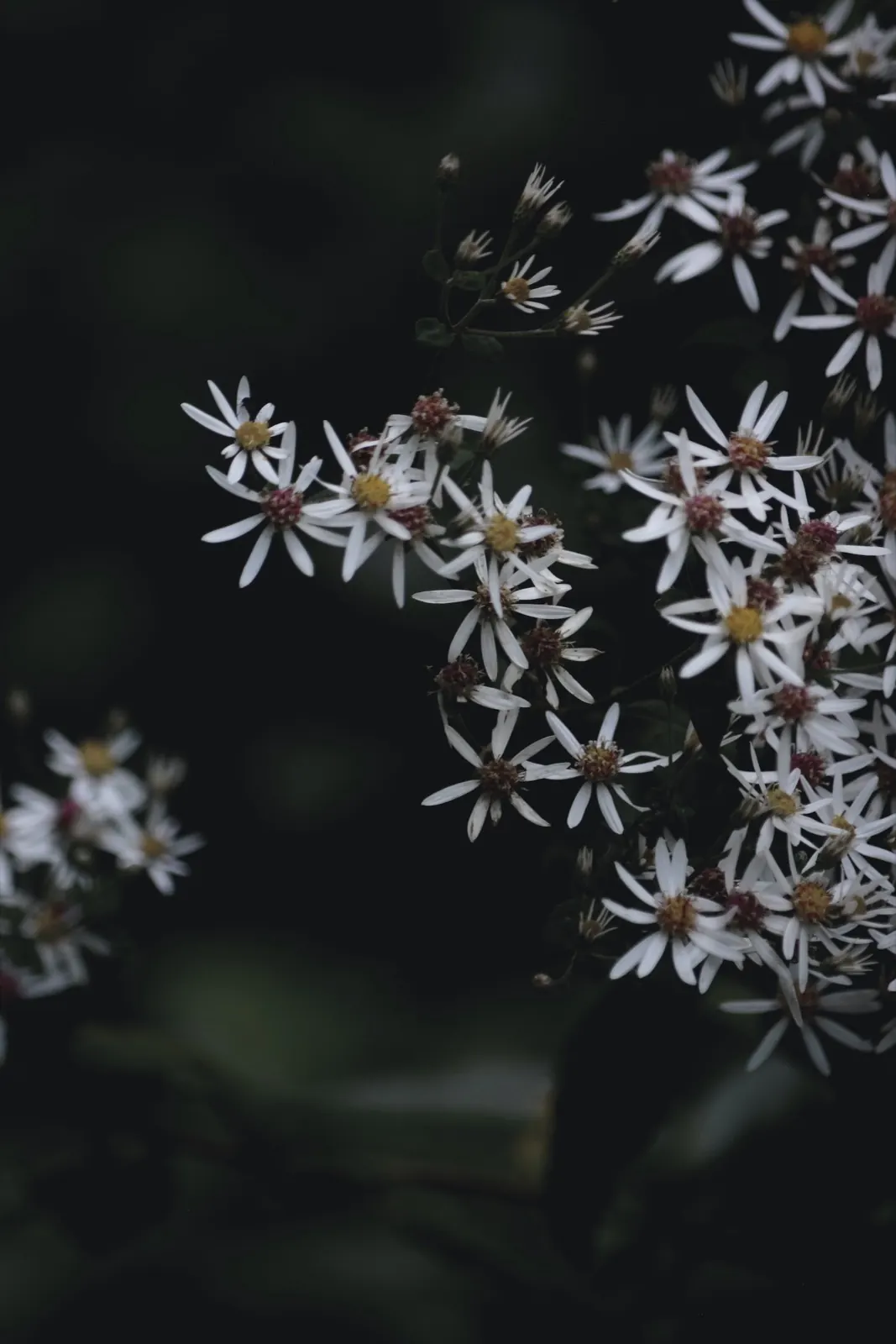 Dunkle Aufnahme von weißen Blumen mit gelben und rosa Staubblättern gegen dunklen Hintergrund.