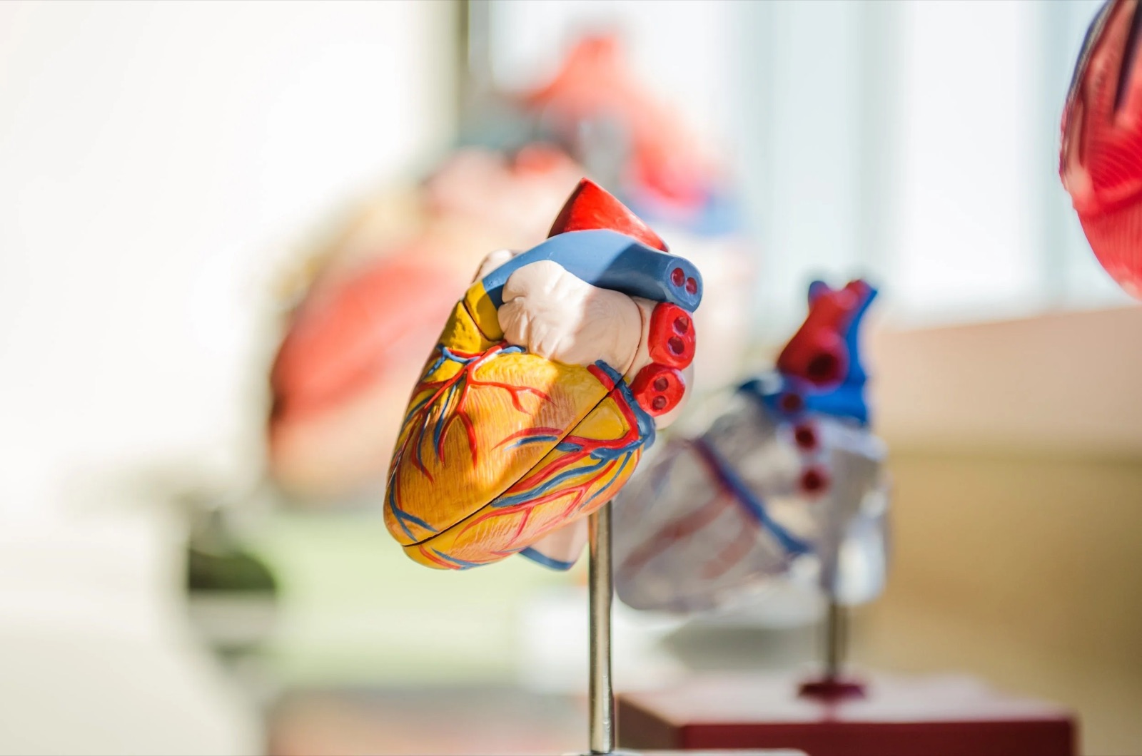 Model of a human heart on a stand.