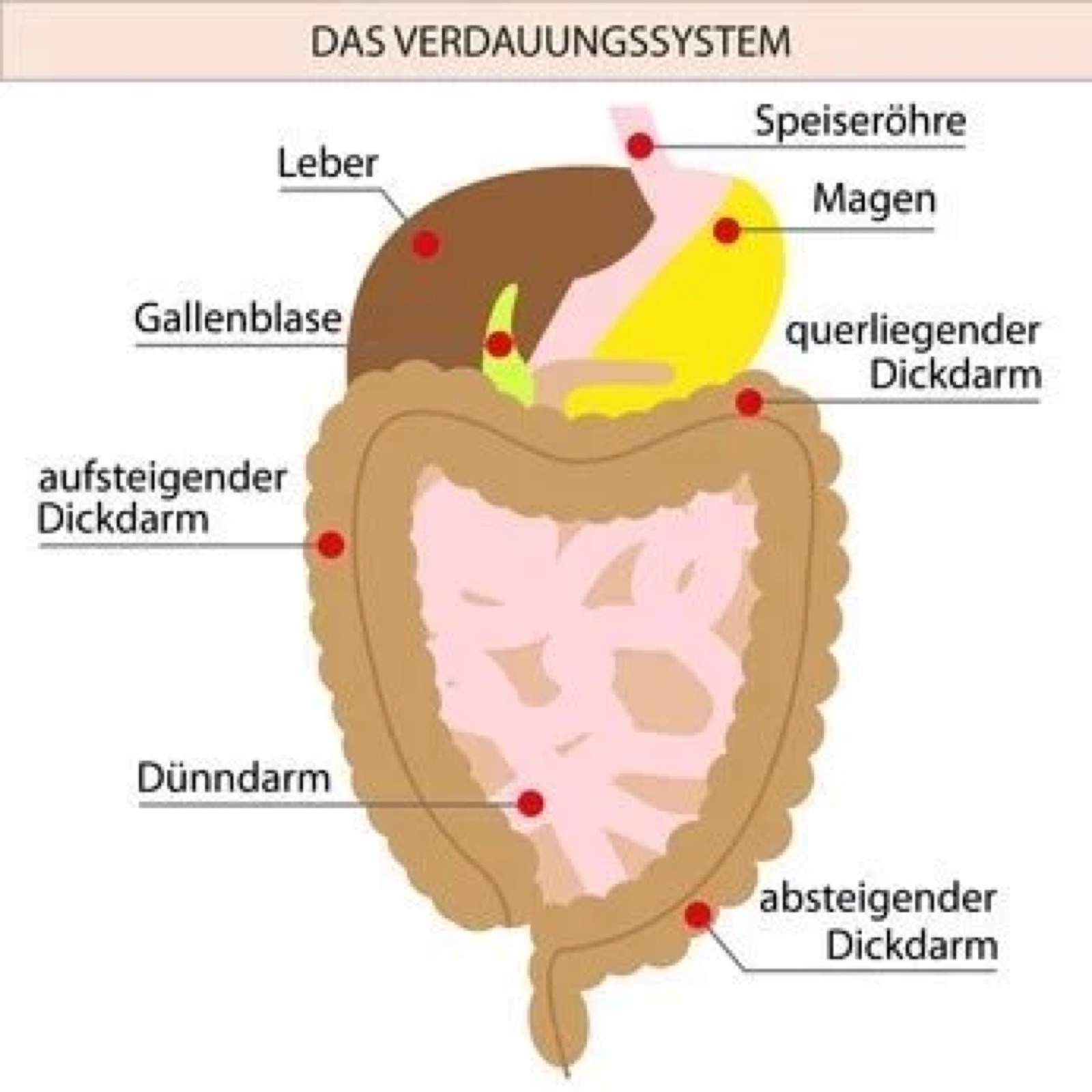 Graphic illustration of the intestine within the digestive system