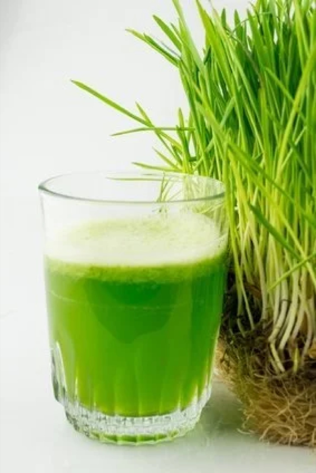 Wheatgrass and wheatgrass juice. Naturopathic practitioner (Heilpraktiker) Berlin, colon hydrotherapy and colon cleansing
