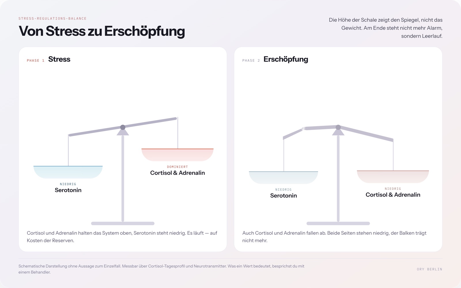 Grafik in zwei Phasen: zuerst Stress mit hohem Cortisol und Adrenalin, dann Erschöpfung, in der auch Cortisol und Adrenalin abfallen